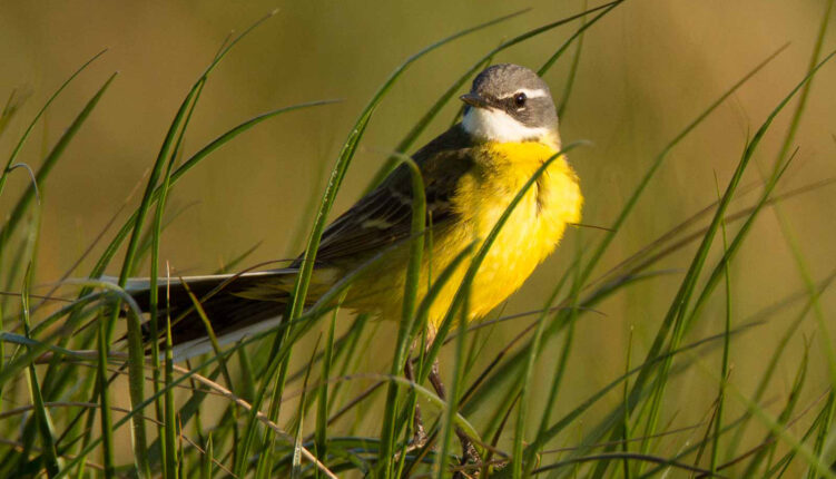 yellow wagtail in grass