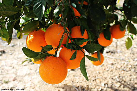 oranges hanging from a tree