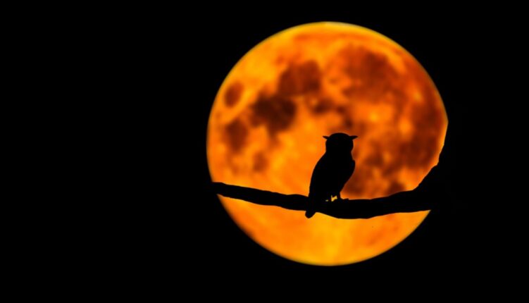 silhouette of an owl on a branch with an orange moon behind