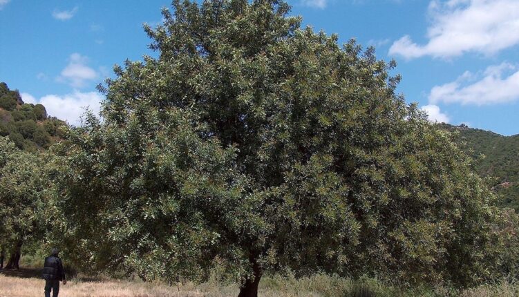 carob tree in an orchard