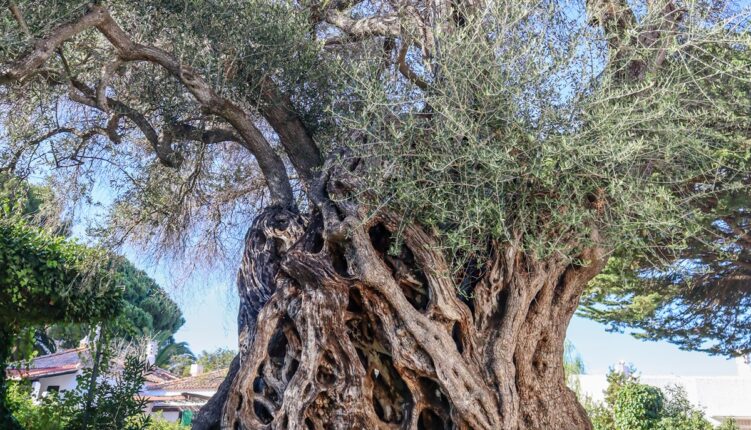 tree of the year Tavira royal oak