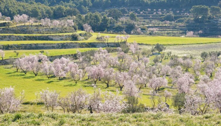 orchard of almond trees in blossom