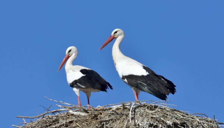 two storks on their nest