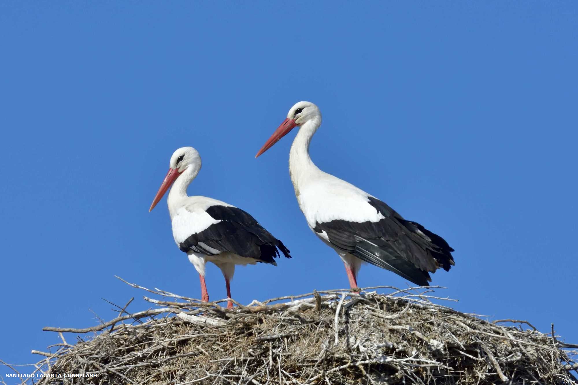 Stork Algarve’s White Stork | Blog