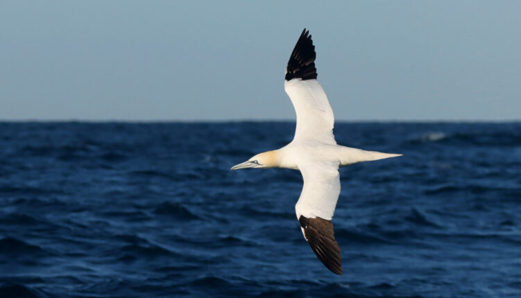 northern gannet fling above the sea