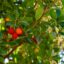 arbutus udneo, strawberry tree, with berries ripe for making medronho, Portugal's fruit brandy