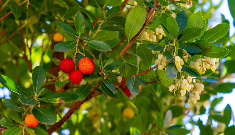 arbutus udneo, strawberry tree, with berries ripe for making medronho, Portugal's fruit brandy
