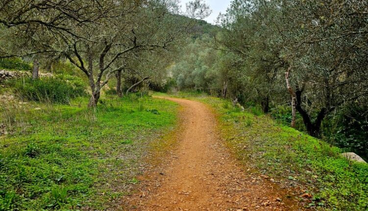 pathway through olive and cork trees