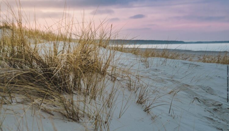 beach dunes with grasses at sunset