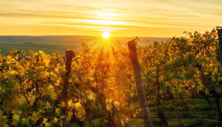 Sunset on a vineyard