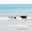 Dogs playing in surf on a beach