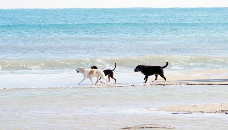 Dogs playing in surf on a beach