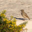 Thekla's Lark Algarve birdwatching festival