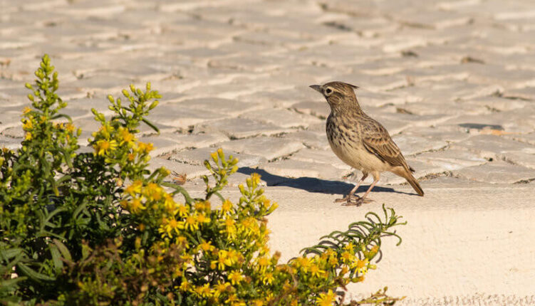 Thekla's Lark Algarve birdwatching festival