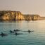 Algarve dolphin watching in autumn: a pod of dolphins in calm turquoise sea below the golden Carvoeiro cliffs at sunrise.